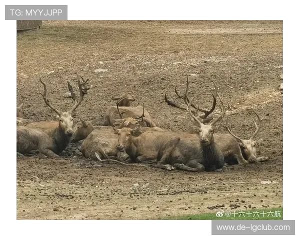 深度解析足球球迷骂人行为背后的多重心理与社会文化动因研究